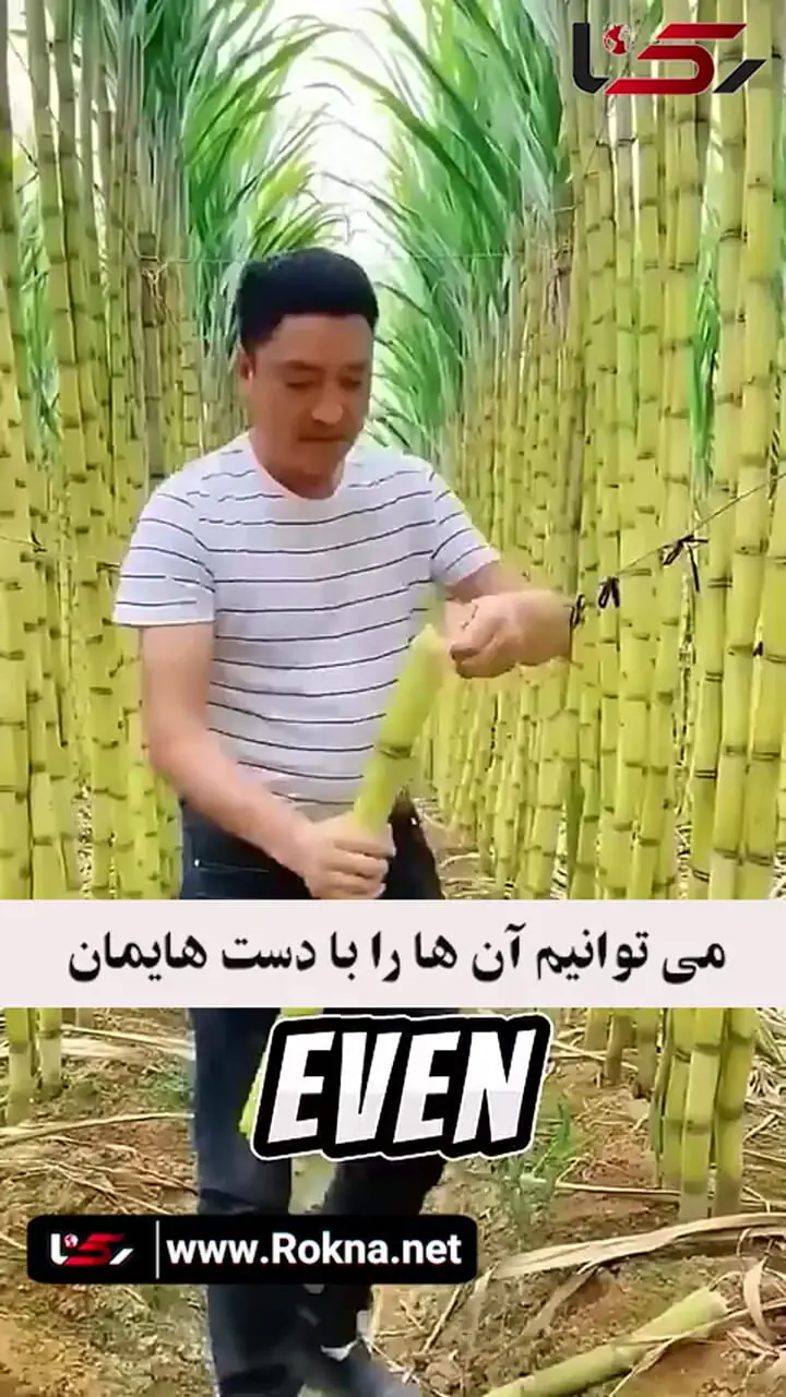 انبه ای که هسته ندارد