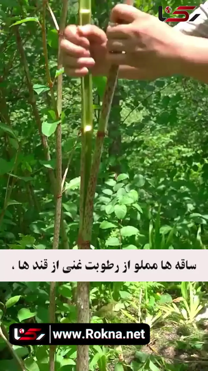 گره گیاه ژاپنی یک گیاه عجیب