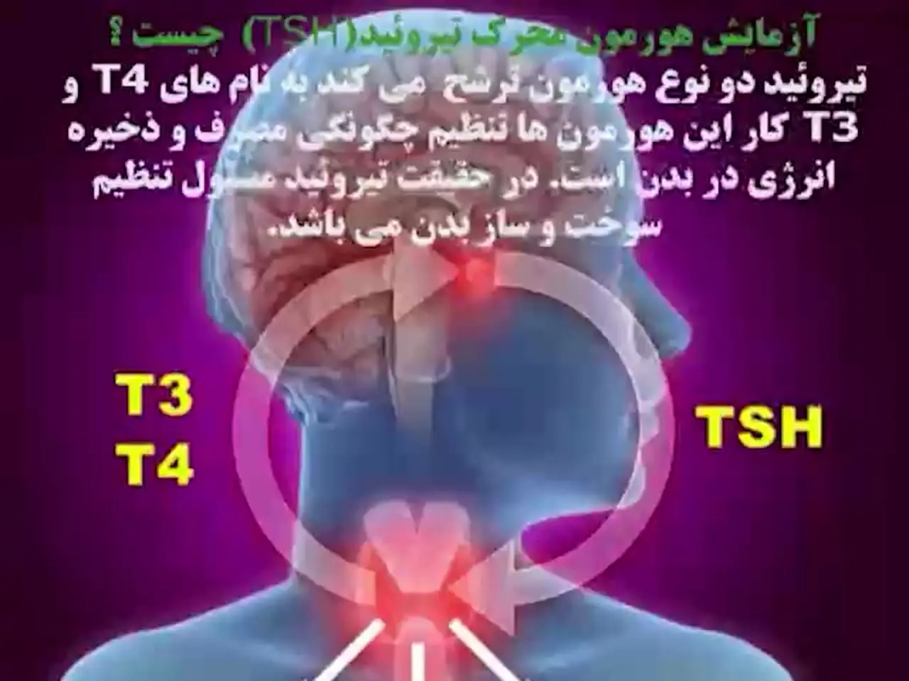 tsh در آزمایش خون چیست؟..........آجورلو