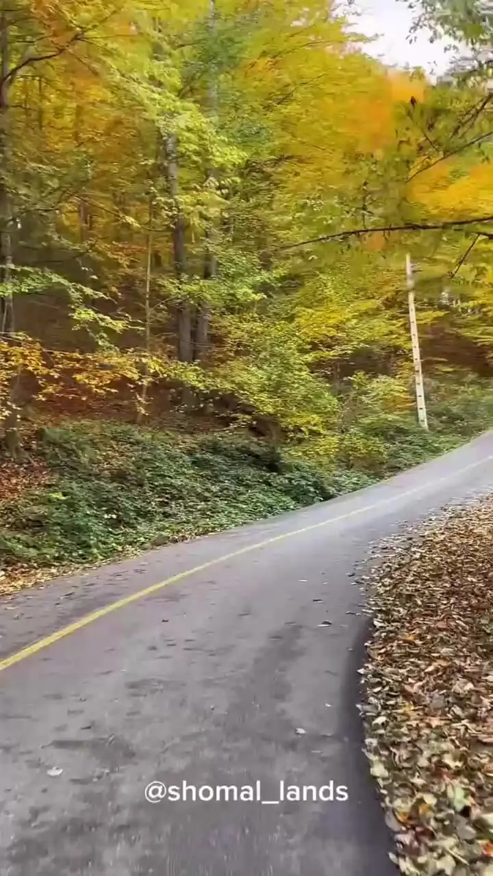 فیلم / زیبایی بکر جنگل درازنو 