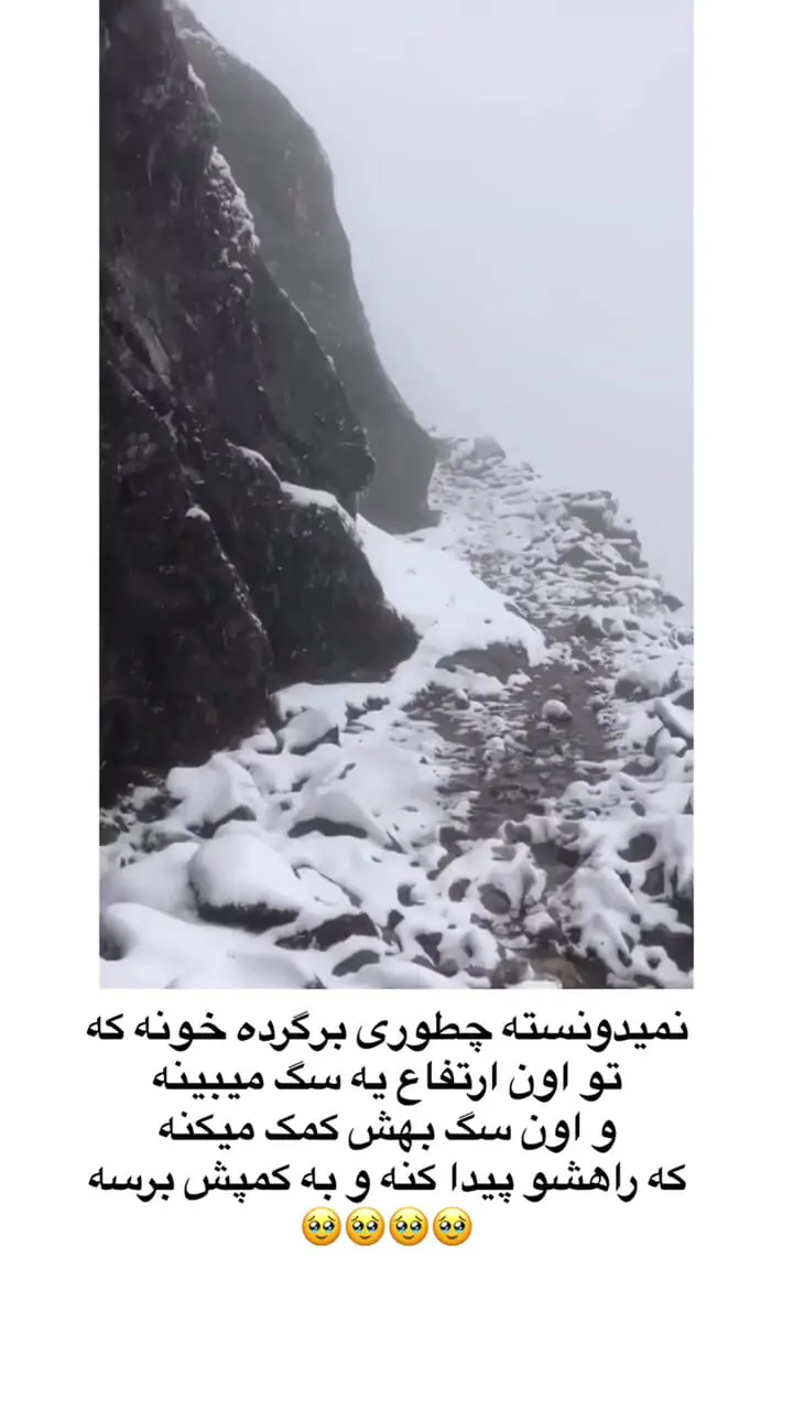 سگی که جان کوهنورد گمشده در مه را نجات داد + فیلم