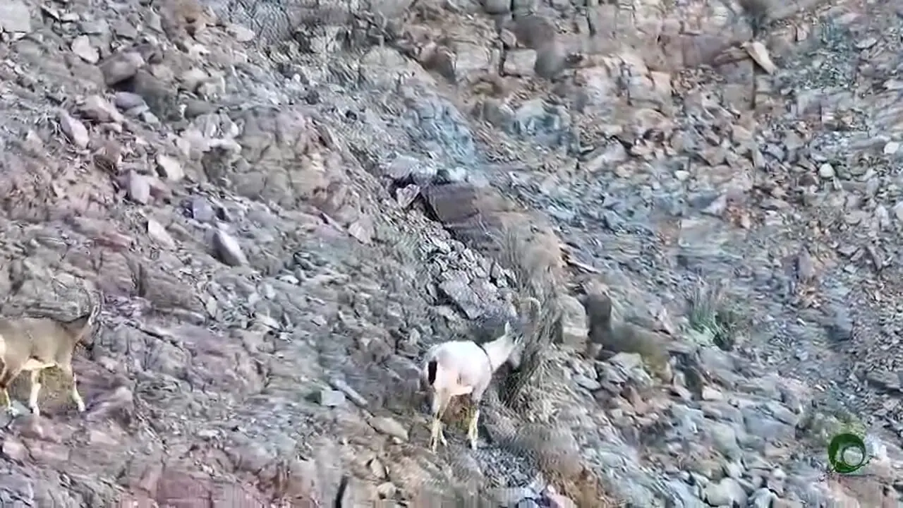 نمایی بی‌نظیر از حیات وحش عباس آباد اصفهان/صخره نوردی دیدنی بز و پازن !