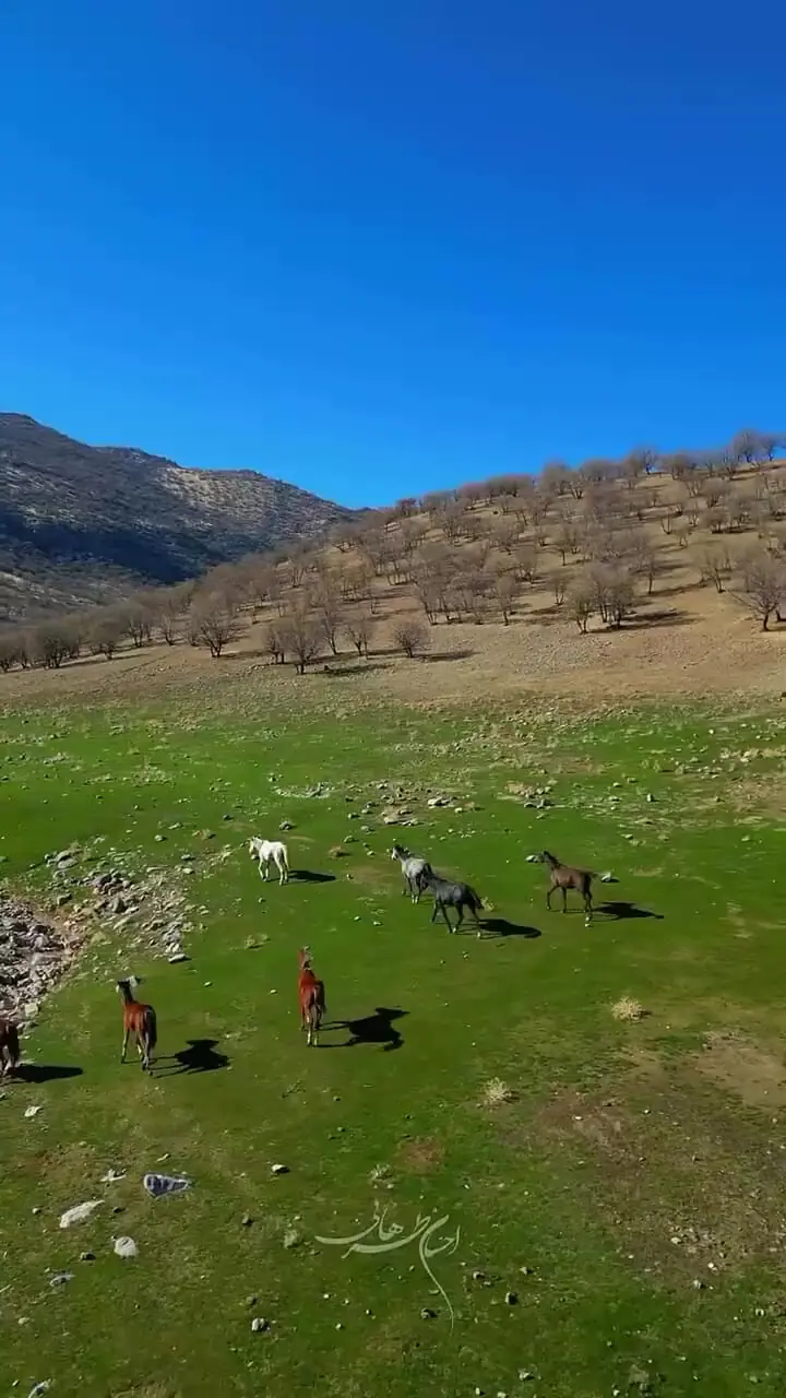 فیلم اسب‌های وحشی در دشت‌ گهواره لرستان