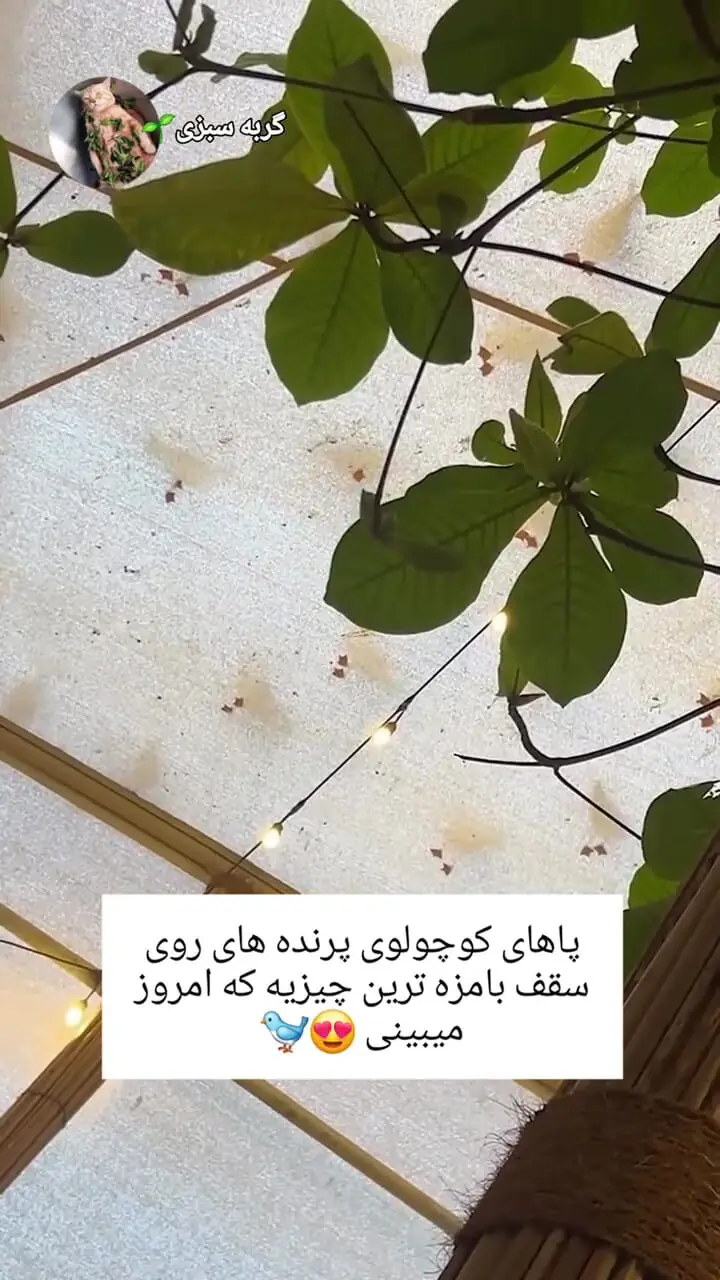 لحظات دیدنی پای پرندگان در حال حرکت روی سقف