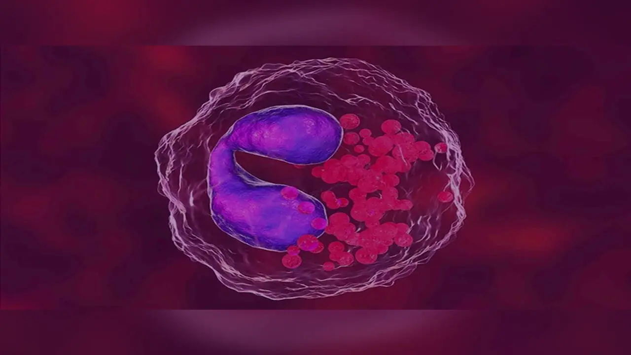 eosinophils چیست؟ / نقش اوزینوفیل‌ ها در درمان بیماری ها