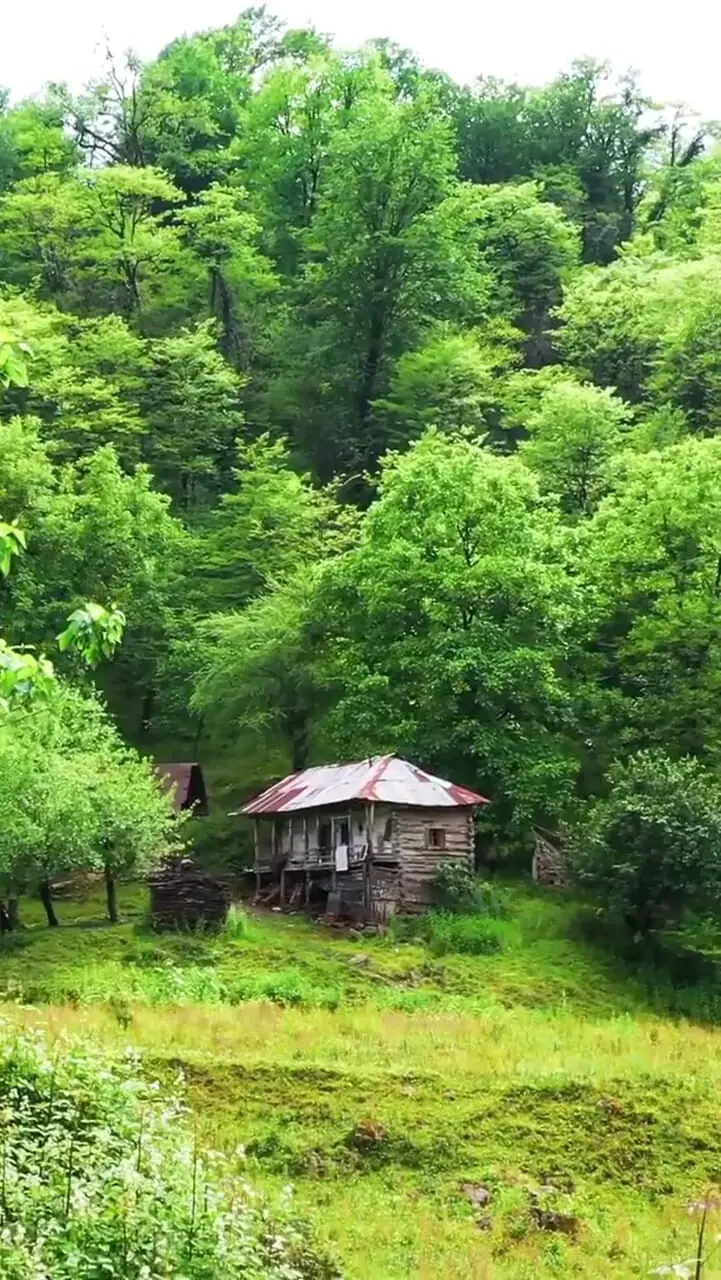 فیلم روستای‌گالش‌‌‌کلا / جنگل‌لفور