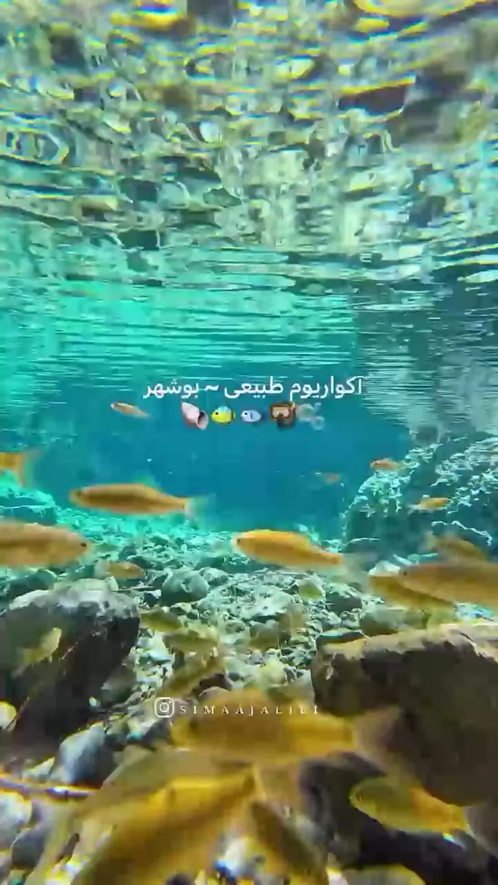 فیلم زیبایی آب رودخانه بوشهر با شفافیت حیرت‌انگیز