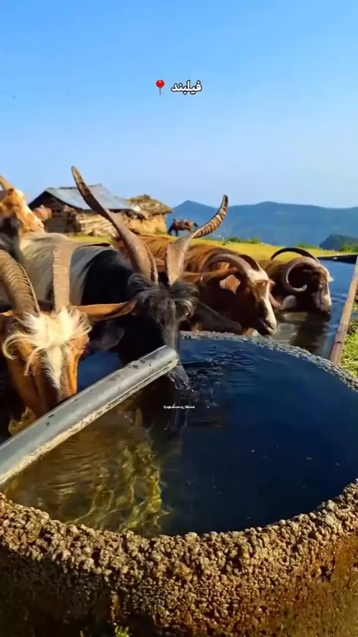 فیلم آب‌خوری بزها در ارتفاعات فیلبند