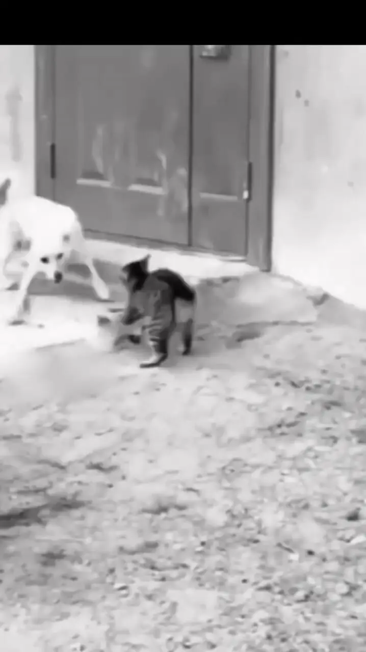 فیلم شاگرد بروسلی / گربه ای که همه را مبهوت کرد