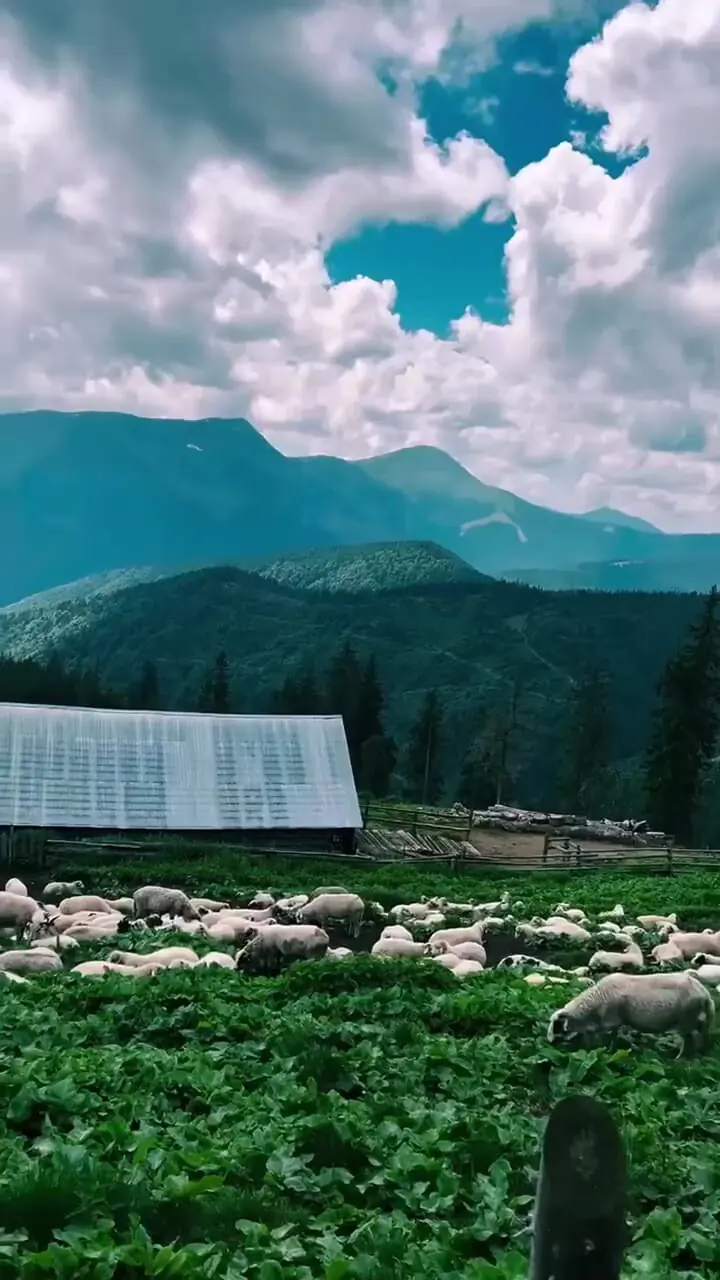 فیلم کشاورزی و نگهداری گوسفندان در روستای رومانی