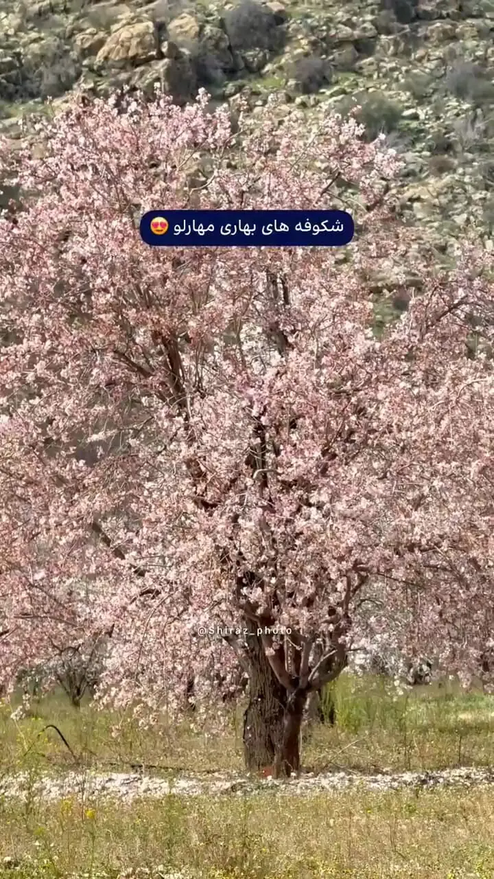 شکوفه های بادام مهارلو شیراز