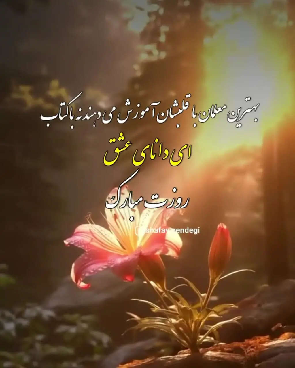 فیلم / زیباترین جملات و متن‌های ادبی برای تبریک روز معلم / معلم پادشاه زندگی