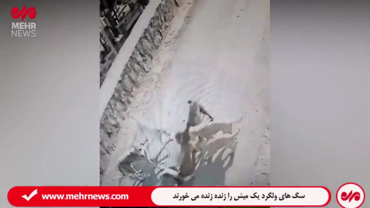 جولان سگ‌های ولگرد در دماوند / یک میش را زنده زنده می خورند