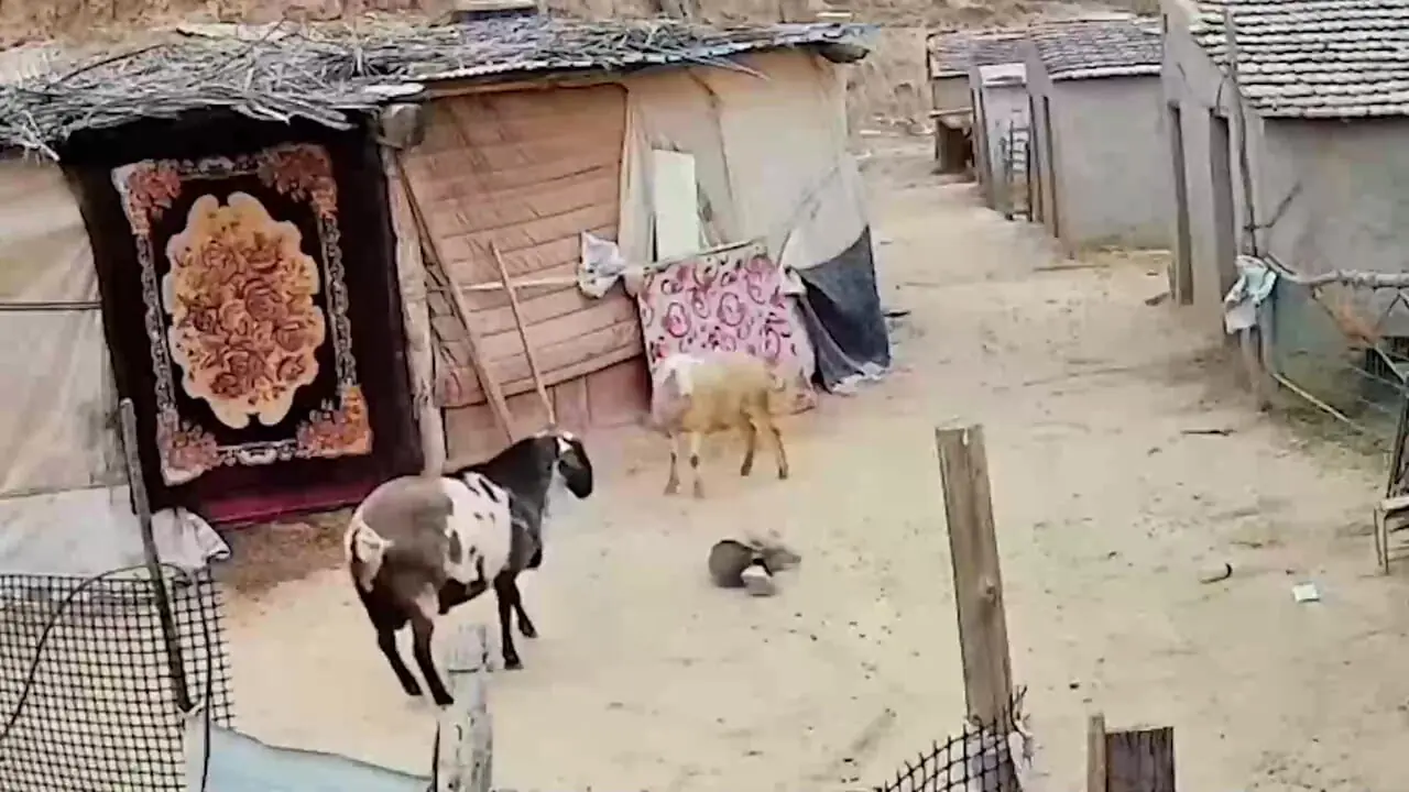 فیلم حمله وحشیانه بز به بچه کوچک