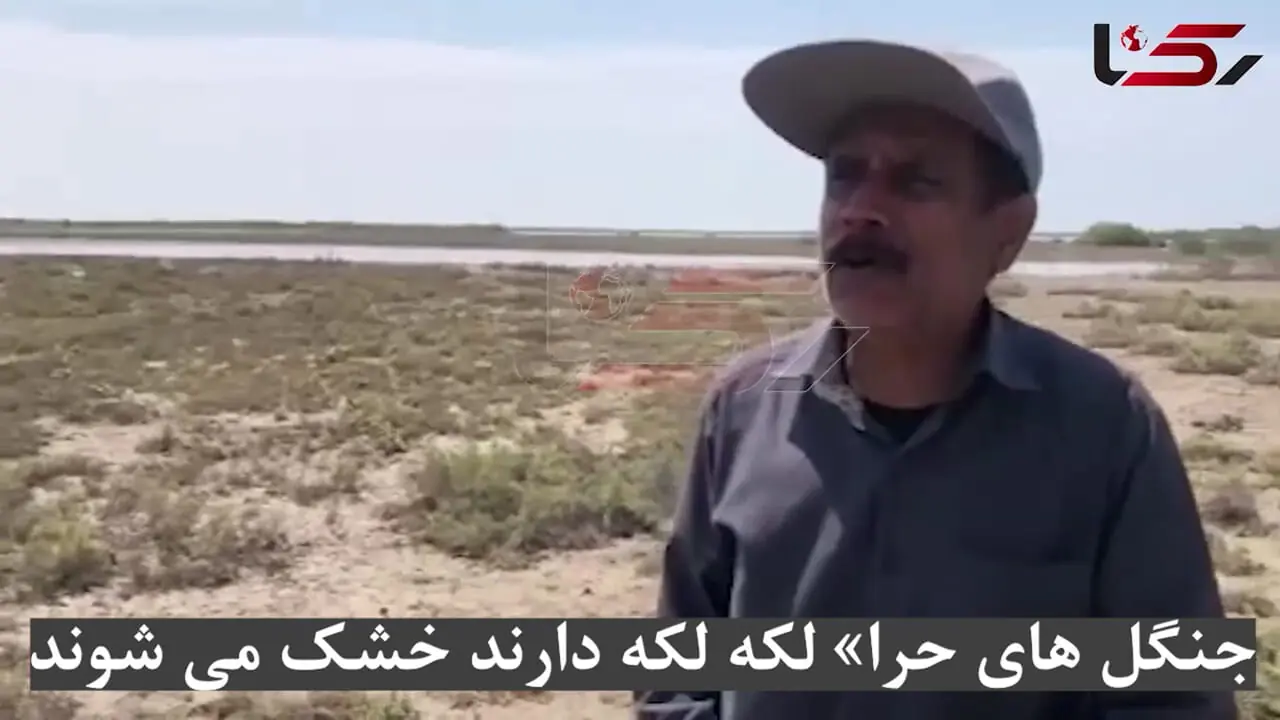 جنگل های حرا لکه لکه دارند خشک می شوند / مرگ تدریجی که از سیریک آغاز شد / علل؛ قاچاق سوخت،صنعت و گردشگری کنترل‌نشده + فیلم