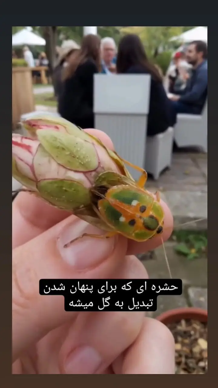 این حشره است یا گل؟!