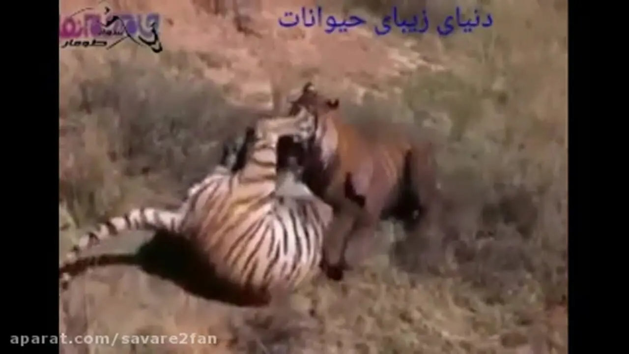 فیلم جنگ وحشیانه دو ببر غول‌پیکر