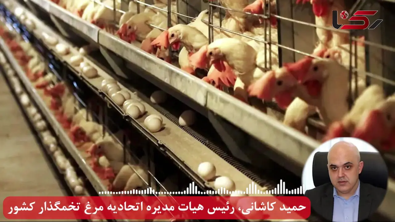  فاجعه در صنعت تخم‌ مرغ کشور؛ زیان روزانه 50 میلیاردی و بی‌ عملی مطلق وزارت جهاد کشاورزی! 