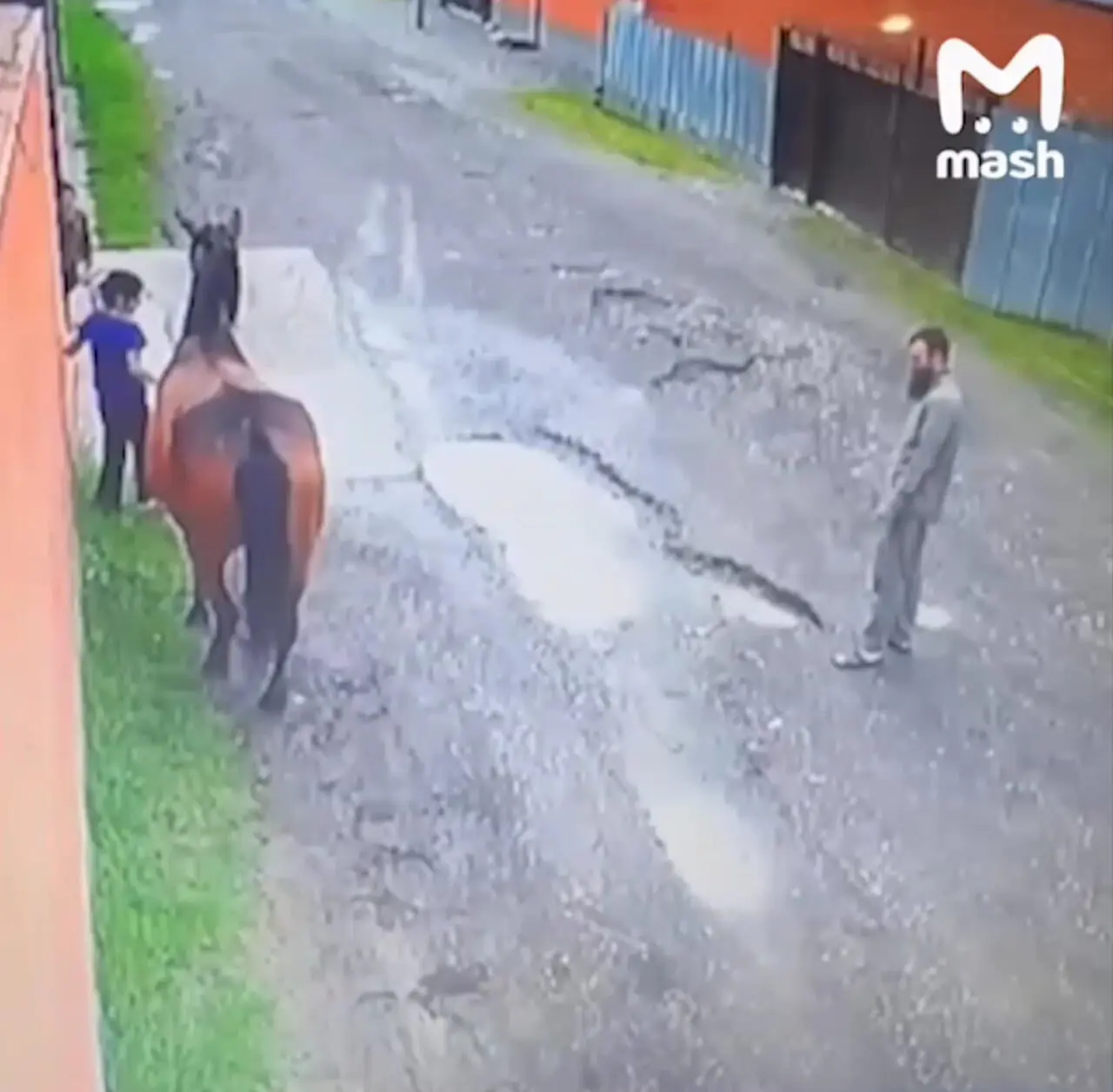 فیلم بازگشت معجزه‌آسای اسب به صاحبش بعد از یک سال