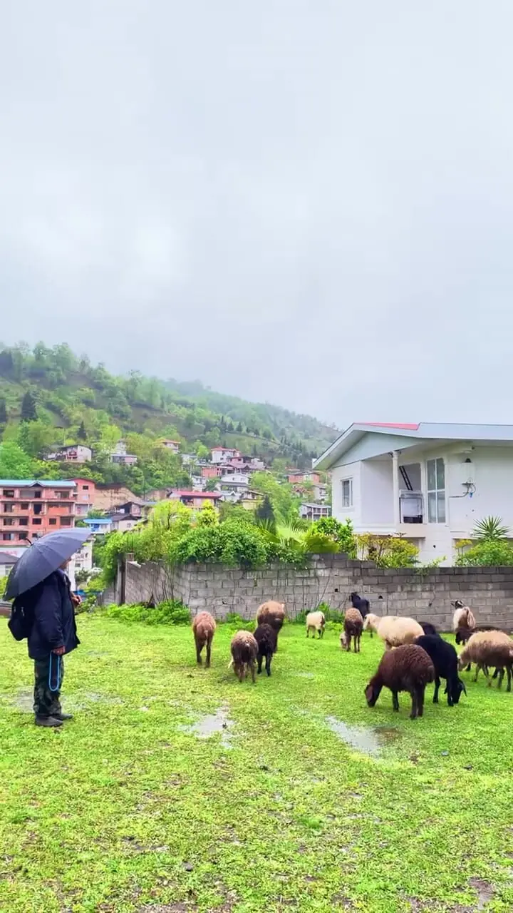 فیلم طبیعت بکر روستای سینو چالوس