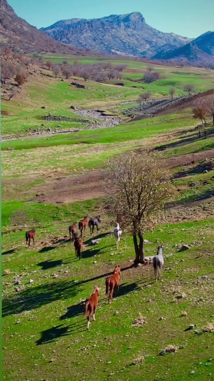 فیلم زیبایی دشت گهواره با اسب‌های وحشی