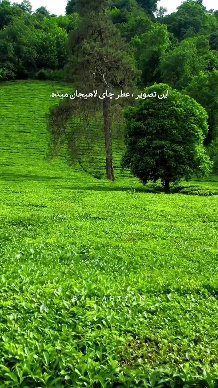 باغ چای لاهیجان