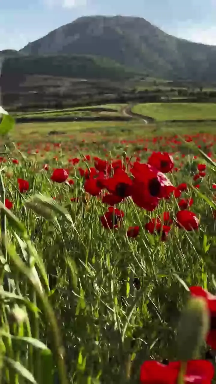 فیلم شکوفایی شقایق‌ها در دشت وامنان