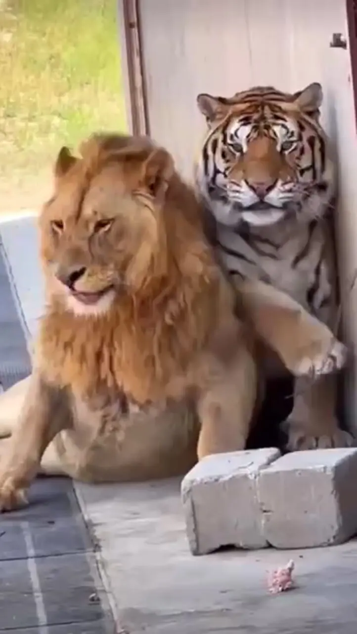 فیلم شیر عاشق فضای شخصی ببر شد / دوستی عجیب