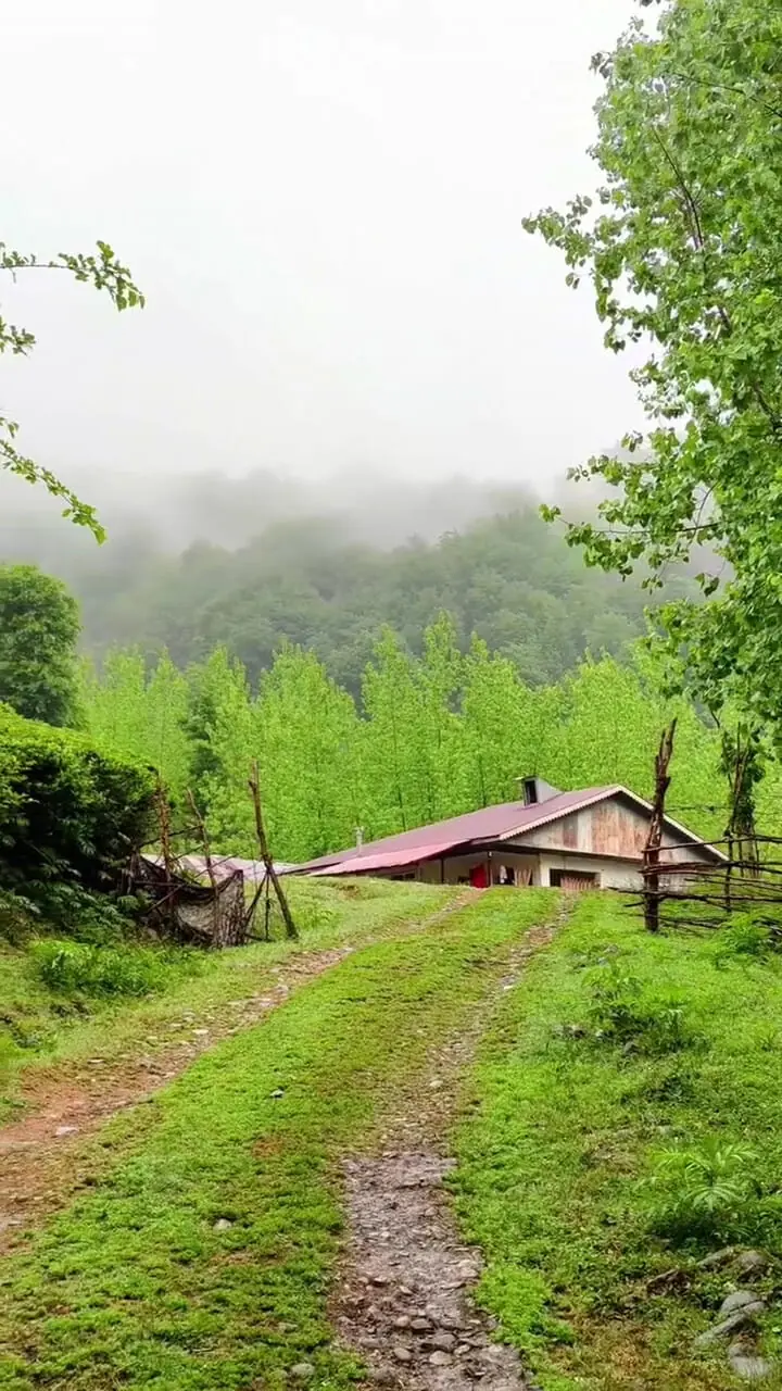 طراوت بارانی روستای شولم در دل گیلان