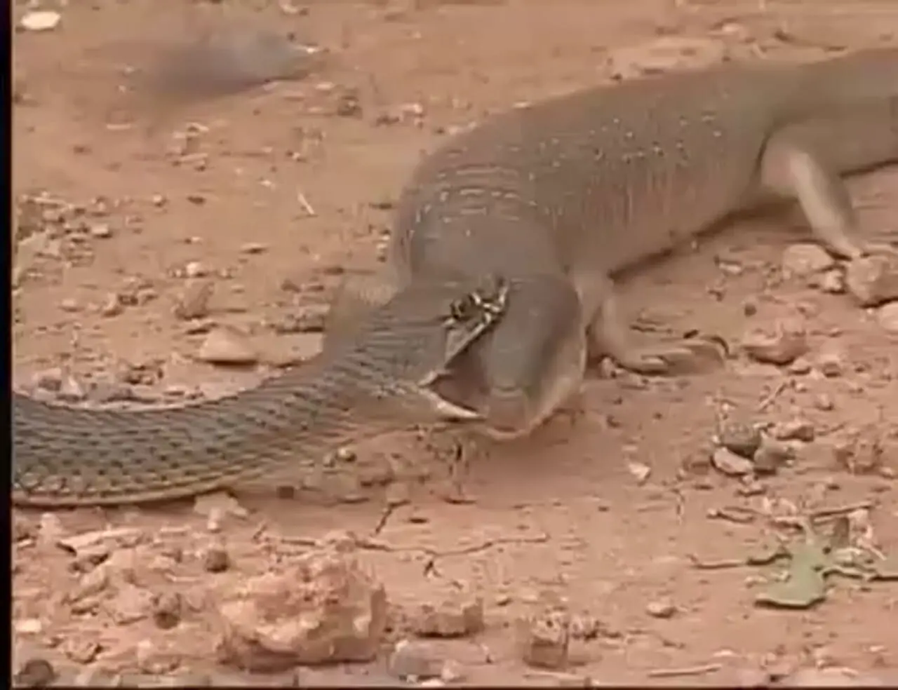فیلم لحظه حمله مار به بزمجه