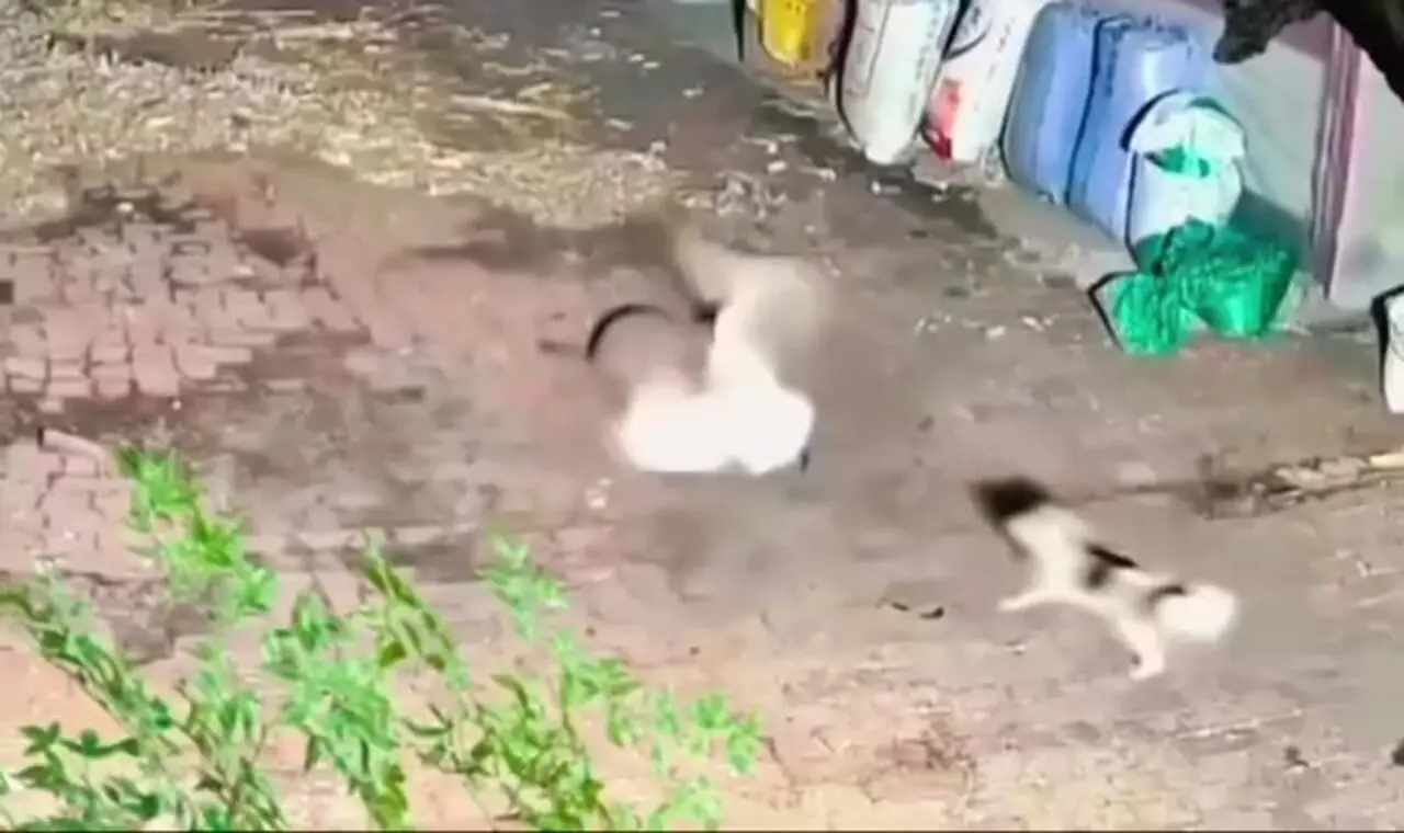 فیلم نجات غاز گرفتار در چنگال گربه وحشی توسط سگ