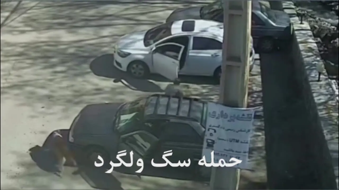حمله سگ به دهیار روستای سینک / صاحب داشت یا ولگرد بود؟