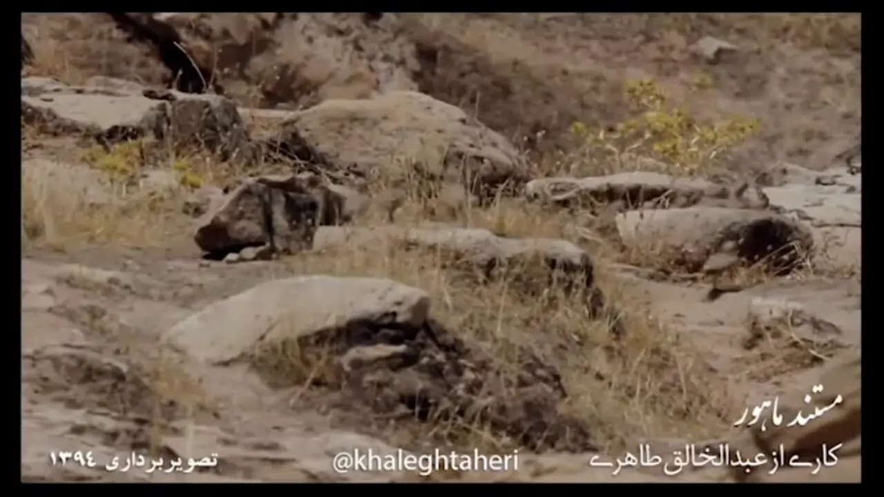 فیلم رفتار اجتماعی تیهوها در طبیعت وحشی