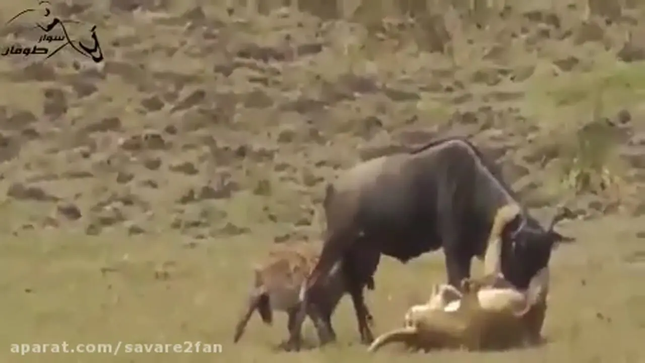 فیلم اتحاد مرگبار شیر ماده و کفتار در شکار گوزن
