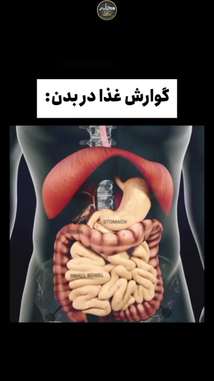  ببینید / مراحل گوارش غذا در بدن 