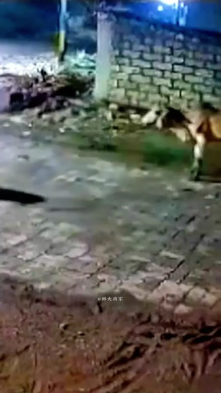 فیلم لحظه حمله شیرها به طعمه