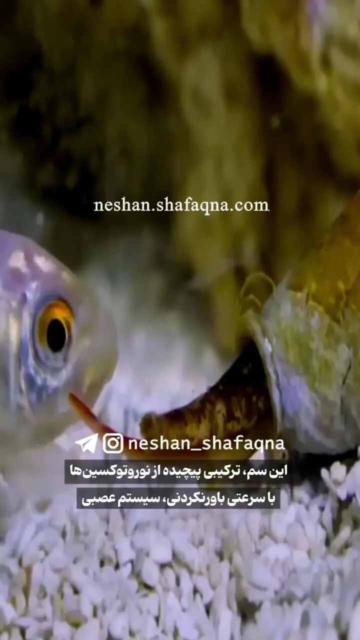 حلزون سمی و مرگبار را بشناسید
