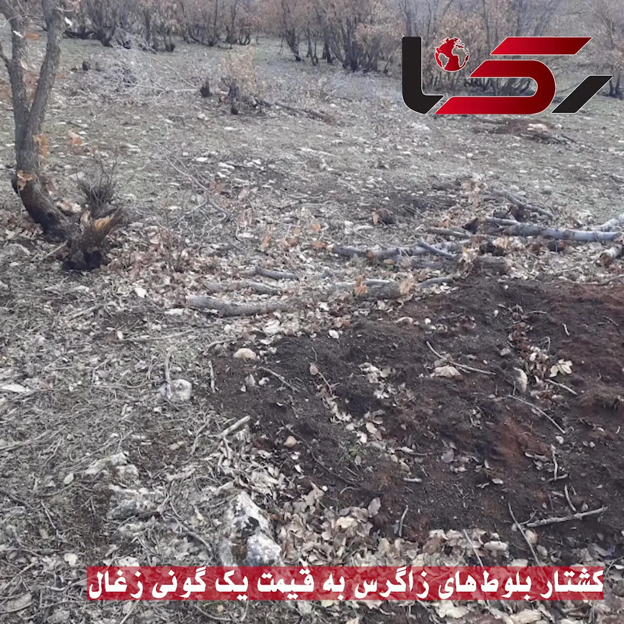 کشتار بلوط‌های زاگرس به قیمت یک گونی زغال / مدیرکل منابع طبیعی کرمانشاه: تا ۱۵ خرداد دیده‌بان‌ها ۳۲ نفر می شوند+ فیلم و عکس