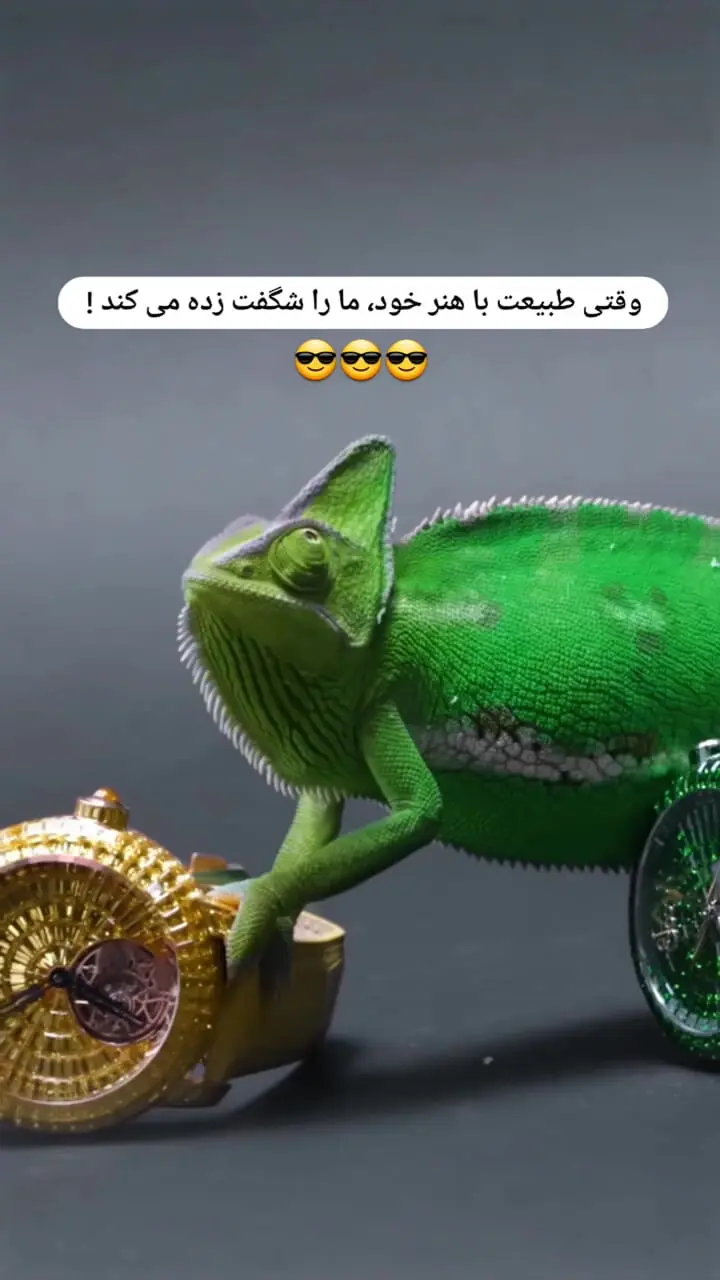 حکایت رنگ عوض کردن آفتاب پرست