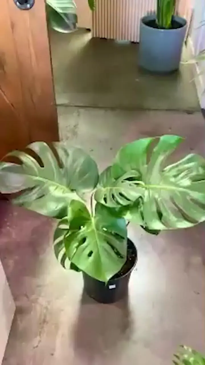 چطور گل تازه‌ ات رو از مرگ نجات بدی؟ نسخه فوری برای عاشقان گل