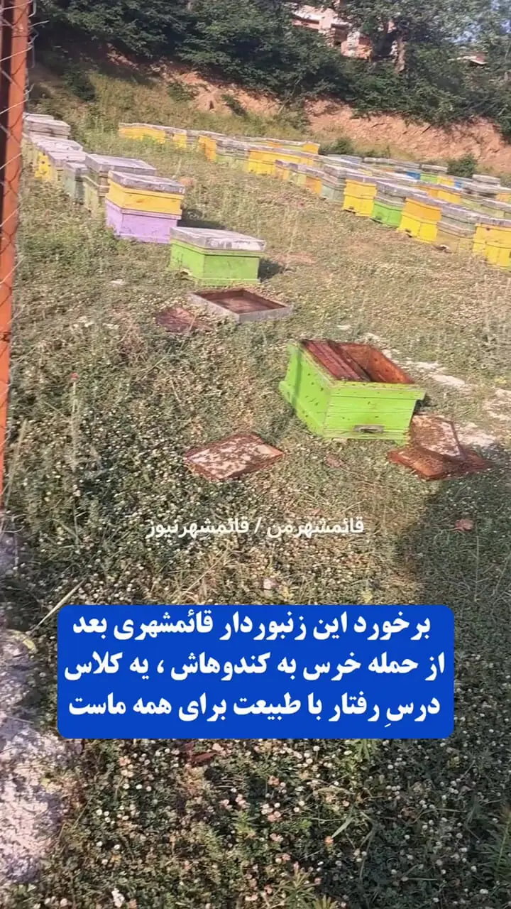 فیلم حمله خرس به کندوهای عسل در سوادکوه ! / رفتار زنبوردار را ببینید