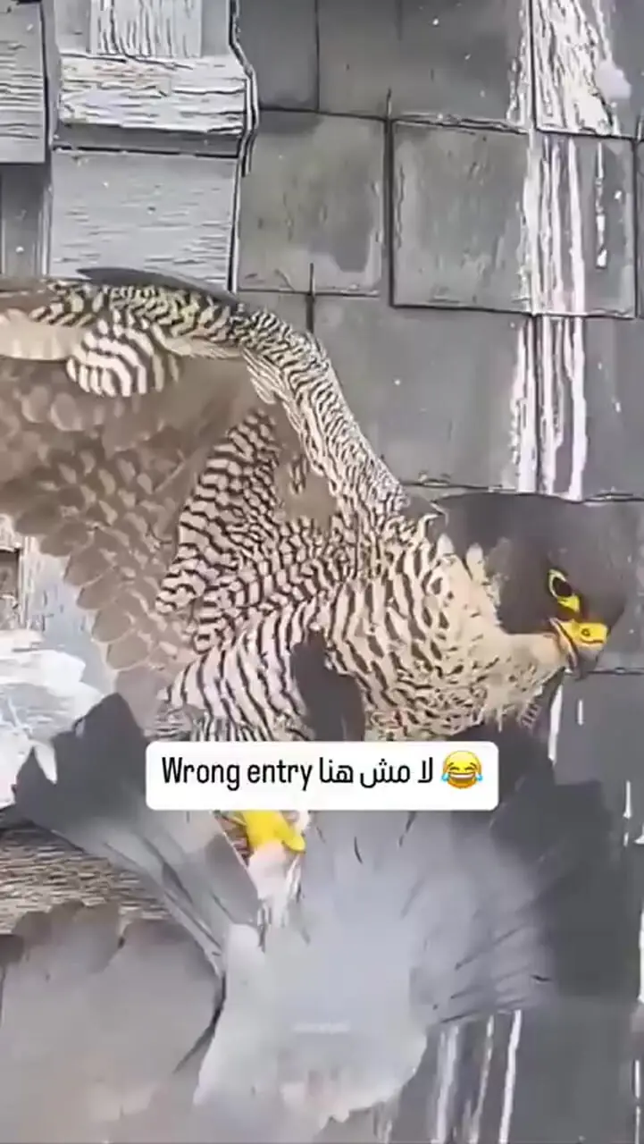فیلم / کبوتر با پای خودش طعمه شاهین شد
