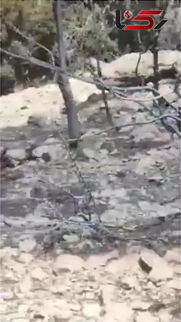 ۲۵۰ هکتار سوخت؛ کهنسال‌ترین درختان جنوب ایران در شعله آتش هماگ خاکستر شدند /  از اورس‌های ۳۰۰ ساله تا گون‌های کهن و مراتع بومی + فیلم