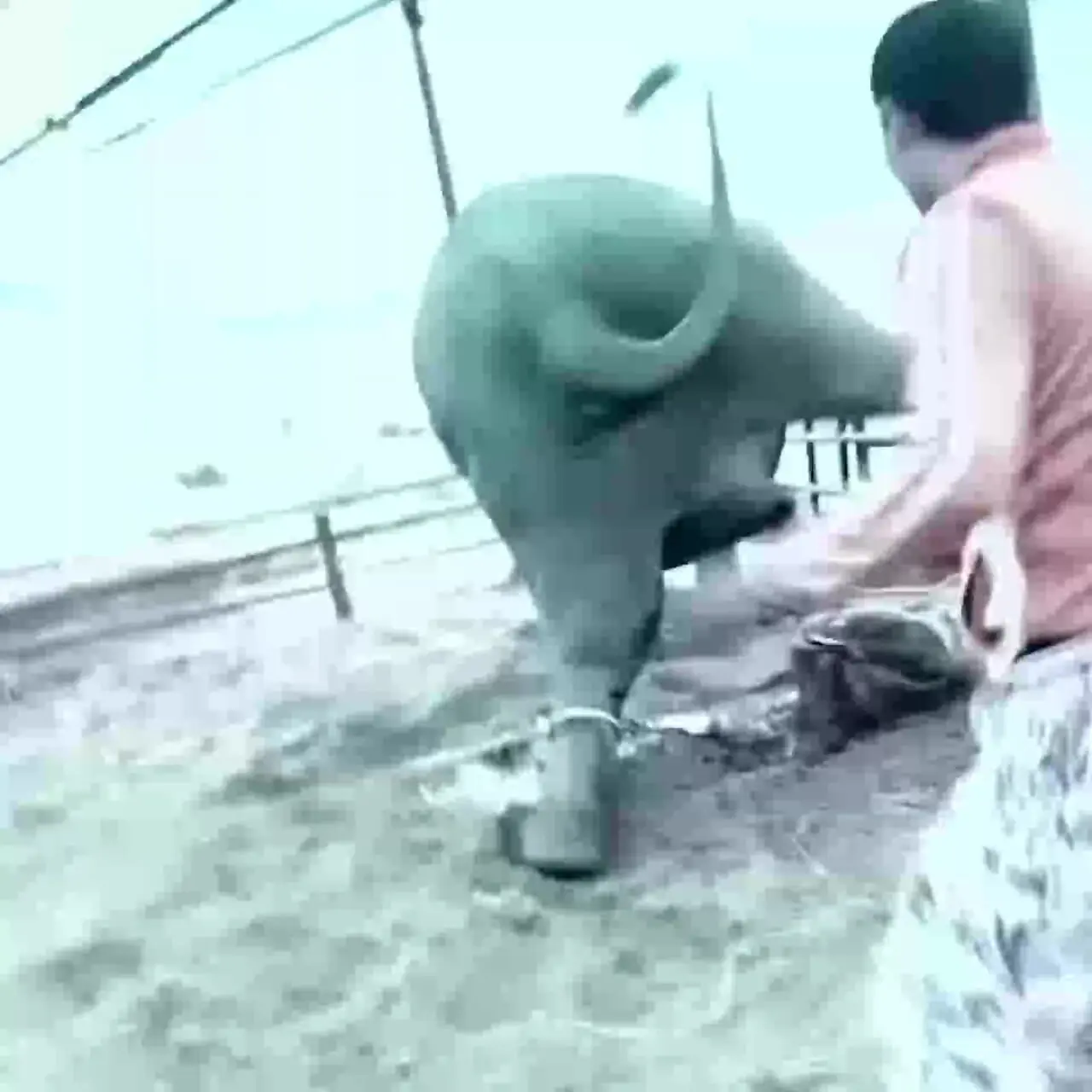 فیلم صحنه دلخراش له شدن مرد توسط فیل وحشی