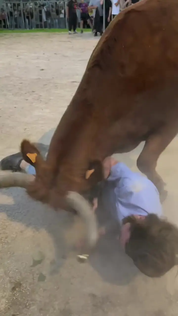 فیلم لحظه ترسناک حمله گاو به مرد گاوباز