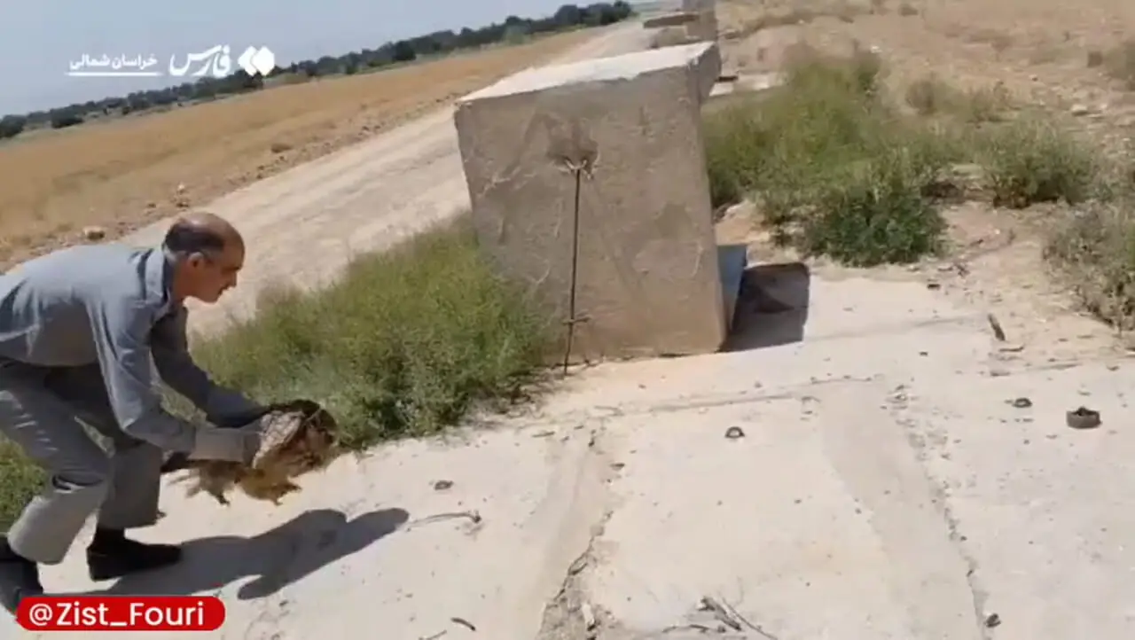  نجات جغد شاه بوف از لوله آب 