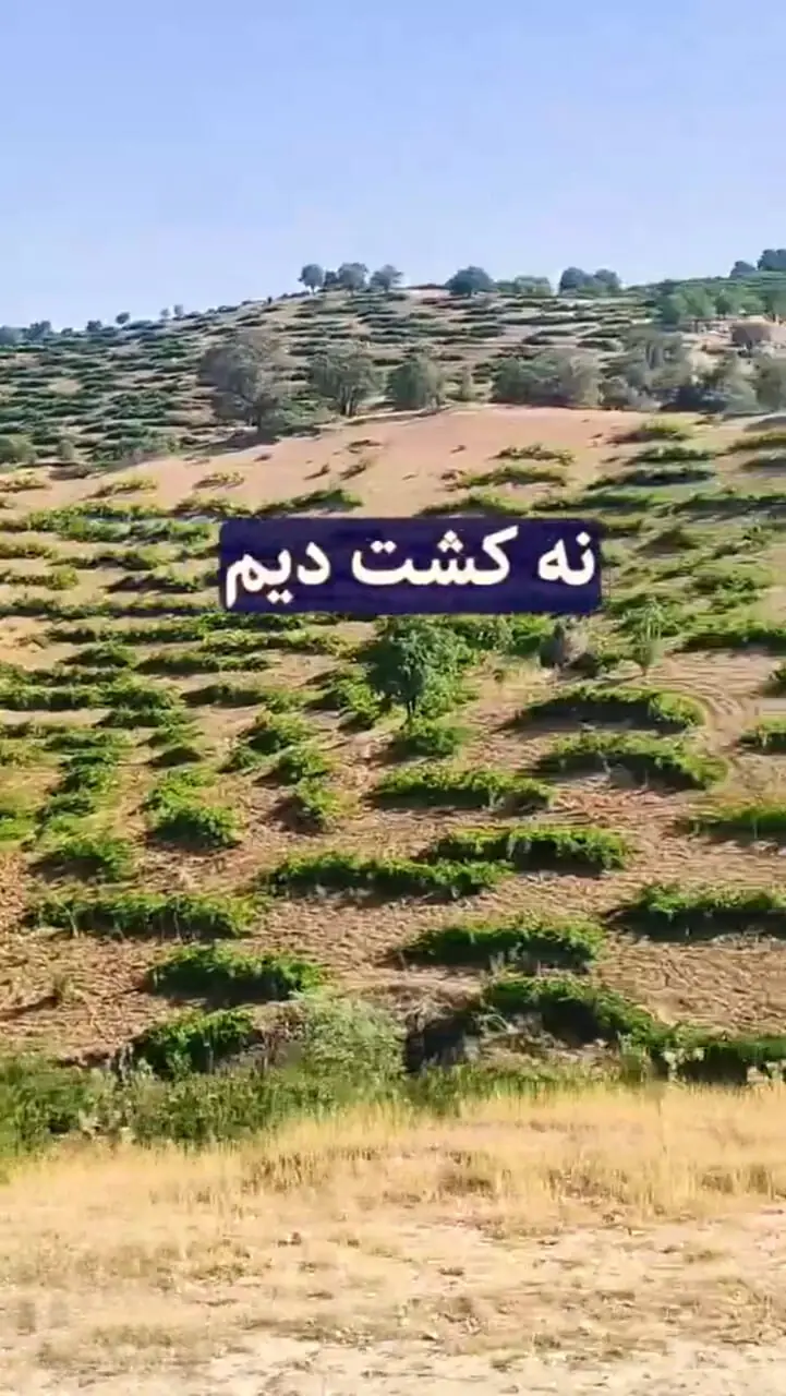 کاشت هندوانه در دل کویر؛ بدون چاه، بدون آبیاری / وزارت جهاد کشاورزی الگو بگیرد!