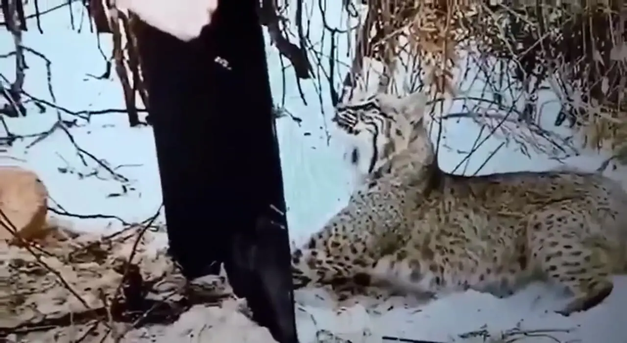 فیلم لحظه آزادسازی سیاهگوش از تله