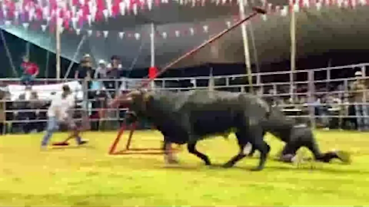 فیلم مسابقه گاوبازی با الاکلنگ در میدان