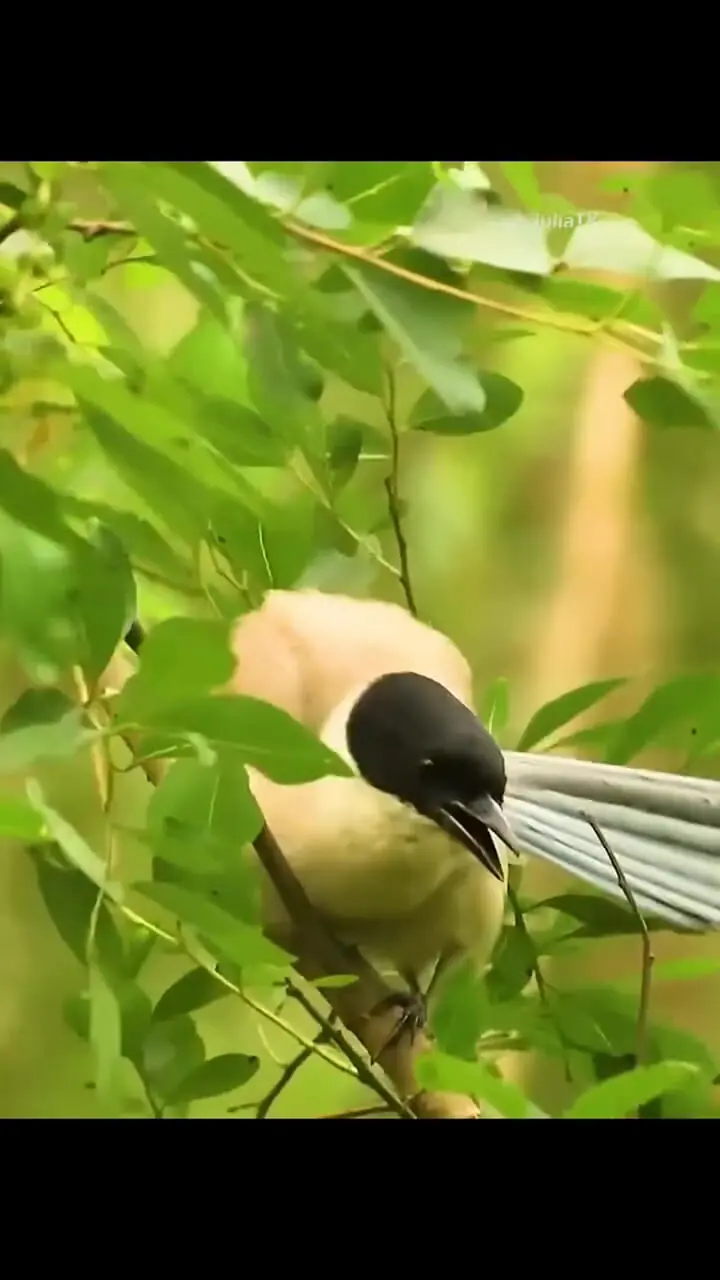 فیلم لحظه نجات جوجه از چنگال مار توسط پرنده مادر